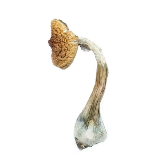 Buy golden teacher mushrooms usa