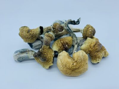 ecuador cubensis for sale