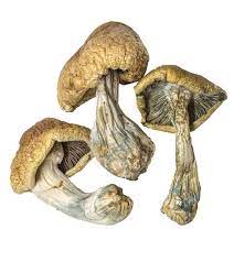 cambodian mushrooms for sale UK